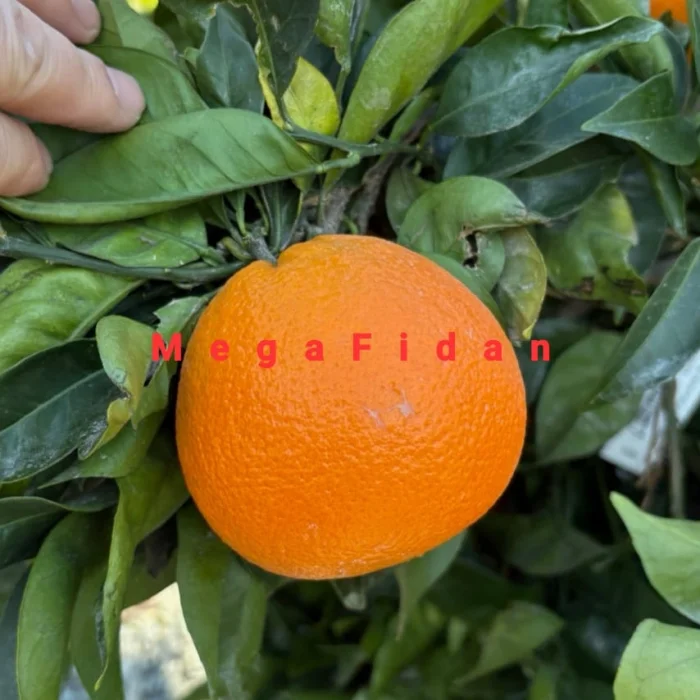 Fukumoto Portakal Fidanı 1-2 Yaş | 80-120 cm | Tüplü
