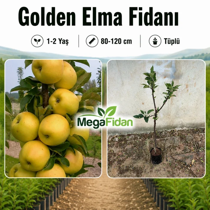 Golden Elma Fidanı 1-2 Yaş | 80-120 cm | Tüplü