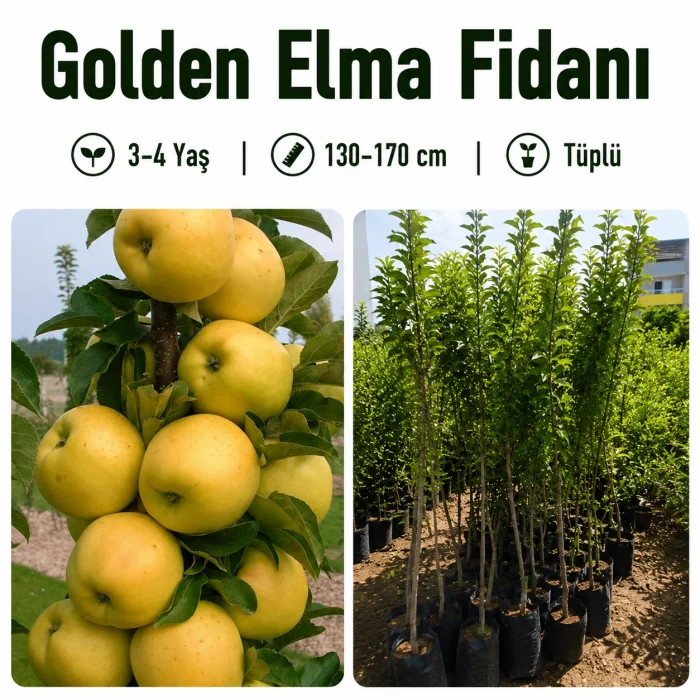 Golden Elma Fidanı 3-4 Yaş | 130-170 cm | Tüplü