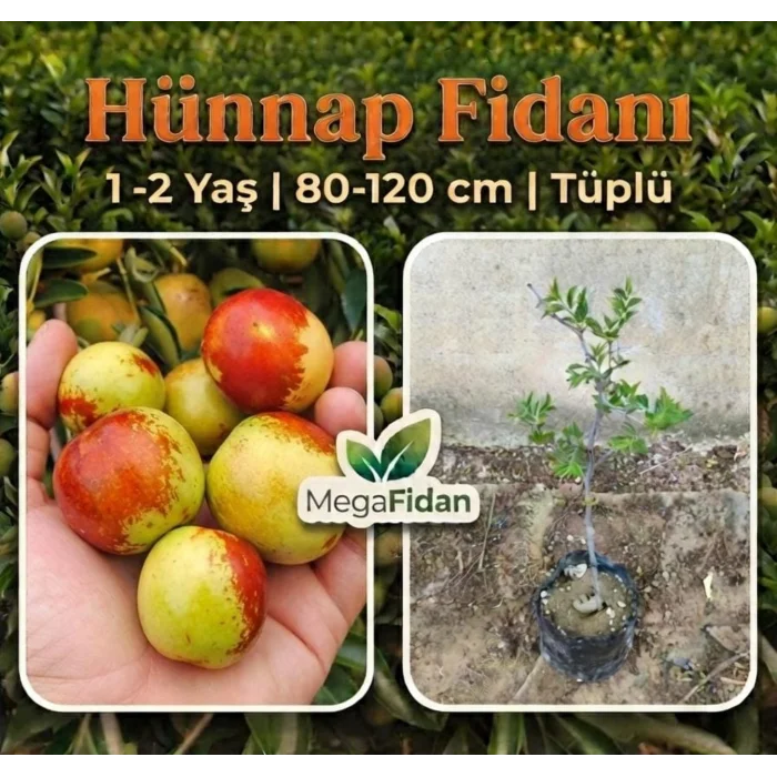 Hünnap Fidanı | 1-2 Yaş | 80-120 cm | Tüplü