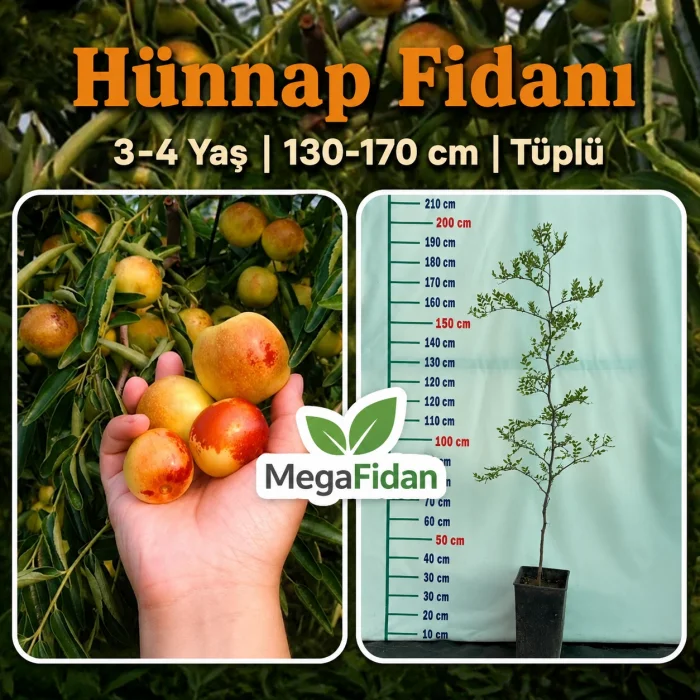 Hünnap Fidanı | 3-4 Yaş | 130-170 cm | Tüplü