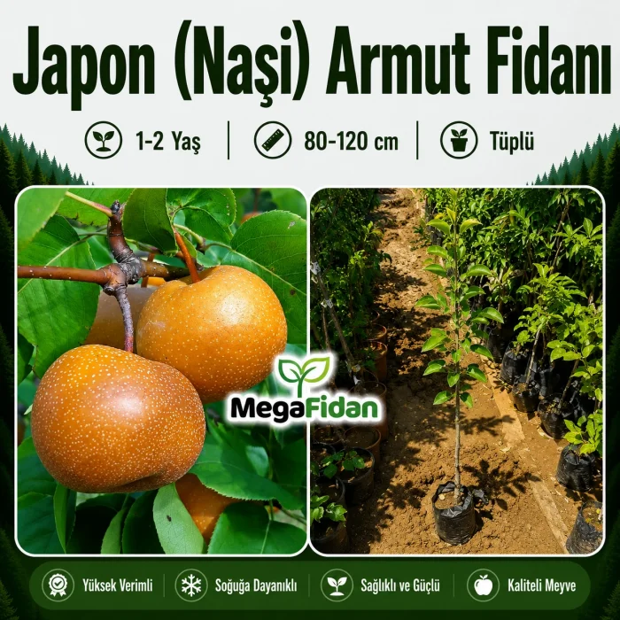 Japon (Naşi) Armut Fidanı 1-2 Yaş | 80-120 cm | Tüplü