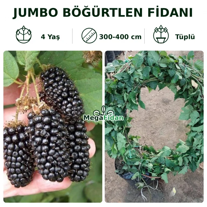 Jumbo Böğürtlen Fidanı | 4 Yaş | 300-400 cm | Tüplü