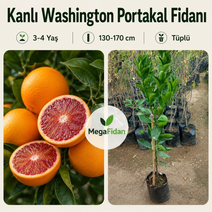 Kanlı Washington Portakal Fidanı 3-4 Yaş | 130-170 cm | Tüplü