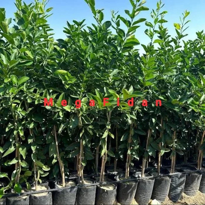 Kanlı Washington Portakal Fidanı 3-4 Yaş | 130-170 cm | Tüplü