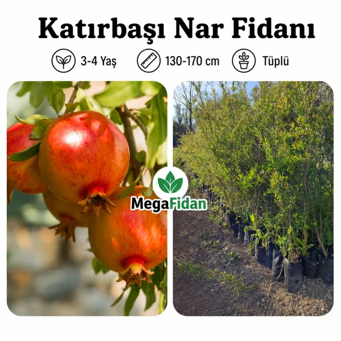 Katırbaşı Nar Fidanı | 3-4 Yaş | 130-170 cm | Tüplü