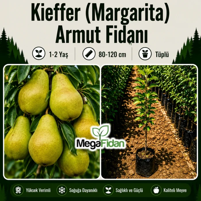 Kieffer (Margarita) Armut Fidanı 1-2 Yaş | 80-120 cm | Tüplü