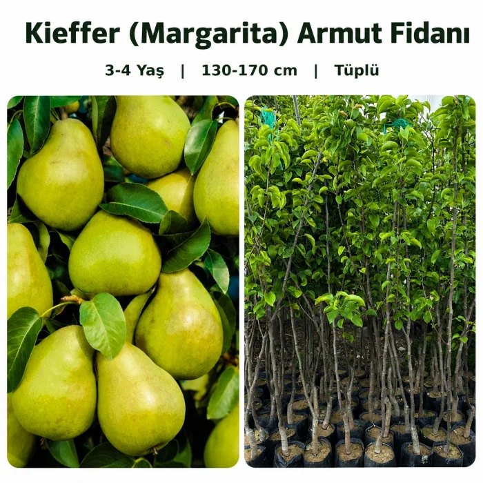 Kieffer (Margarita) Armut Fidanı 3-4 Yaş | 130-170 cm | Tüplü