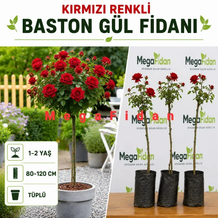 Kırmızı Renkli Baston Gül Fidanı 1-2 Yaş | 80-120 cm | Tüplü