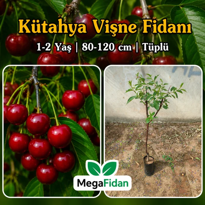 Kütahya Vişne Fidanı 1-2 Yaş | 80-120 cm | Tüplü
