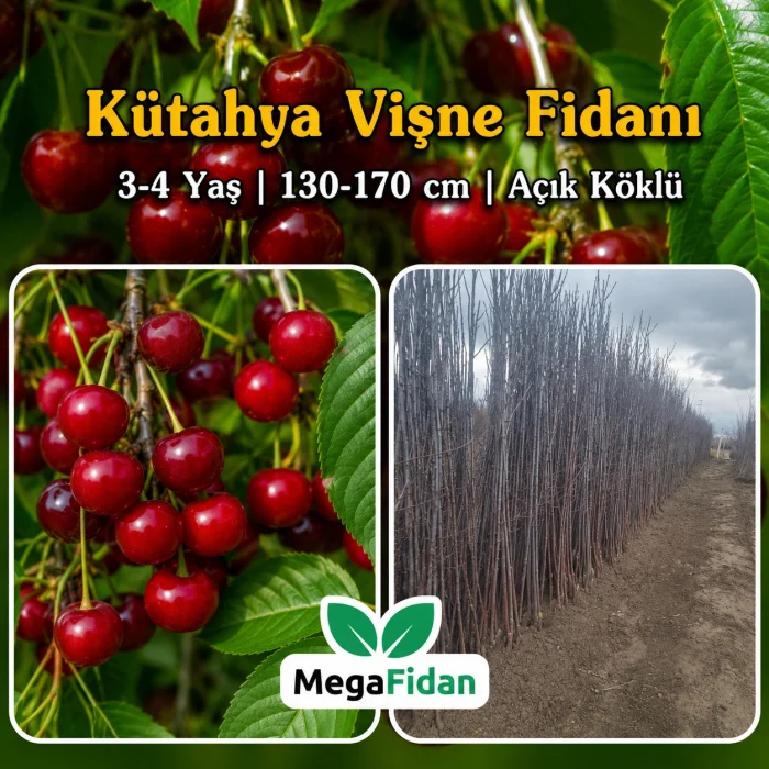 Kütahya Vişne Fidanı 3-4 Yaş | 130-170 cm | Açık Köklü
