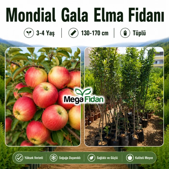 Mondial Gala Elma Fidanı 3-4 Yaş | 130-170 cm | Tüplü