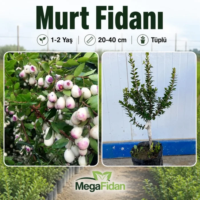 Murt Fidanı (Hambeles) 1-2 Yaş | 20-40 cm | Tüplü