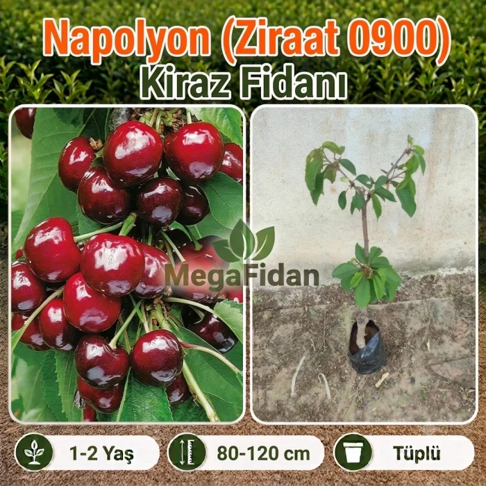 Napolyon (Ziraat 0900) Kiraz Fidanı | 1-2 Yaş | 80-120 cm | Tüplü