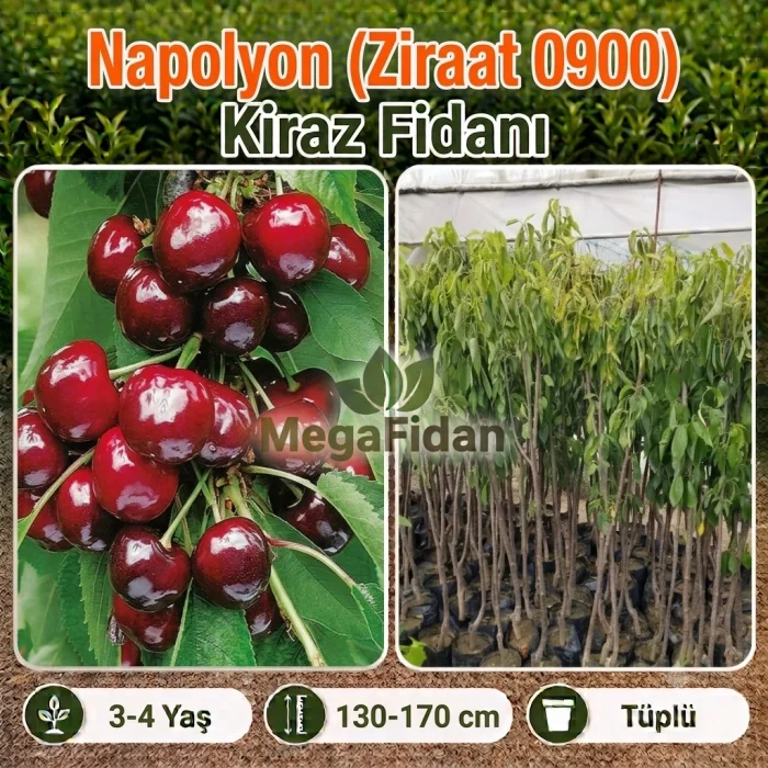 Napolyon (Ziraat 0900) Kiraz Fidanı | 3-4 Yaş | 130-170 cm | Tüplü