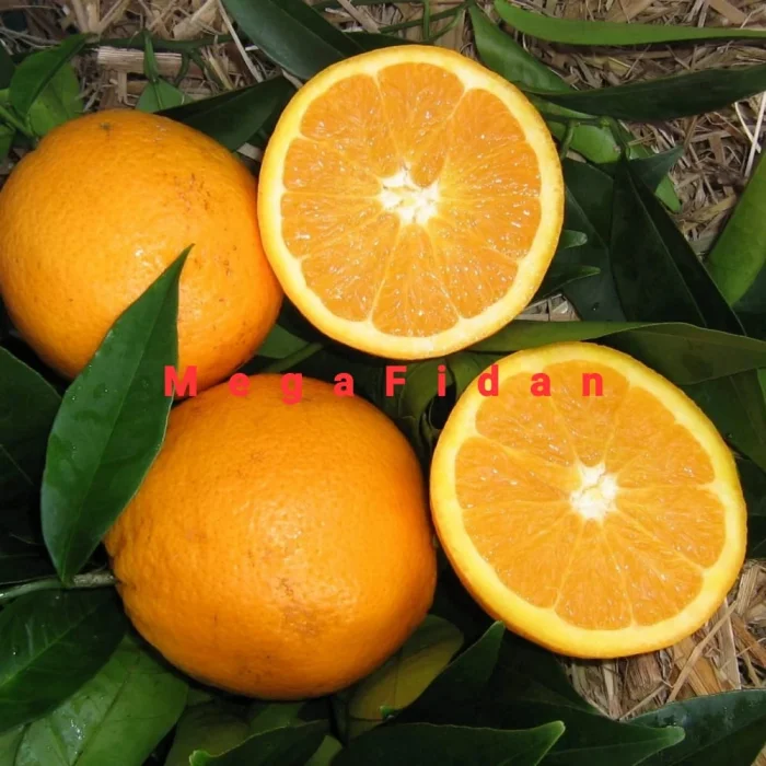 Navelina Portakal Fidanı 1-2 Yaş | 80-120 cm | Tüplü