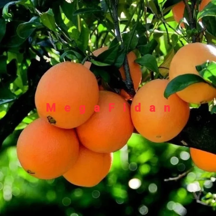 Navelina Portakal Fidanı 1-2 Yaş | 80-120 cm | Tüplü