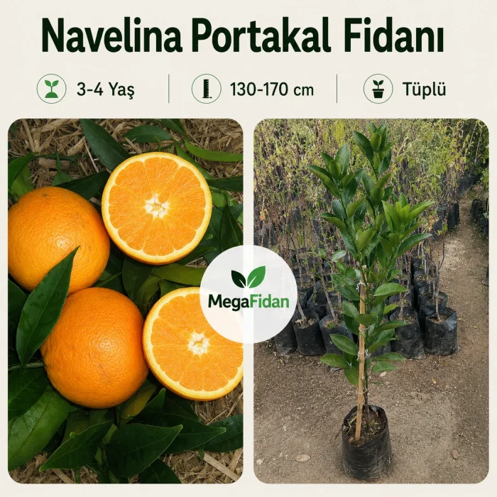 Navelina Portakal Fidanı 3-4 Yaş | 130-170 cm | Tüplü