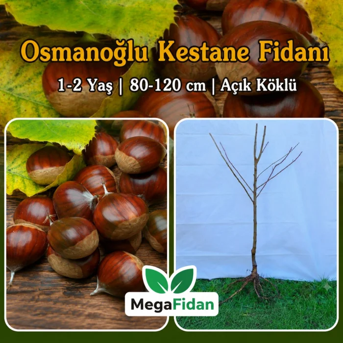 Osmanoğlu Kestane Fidanı 1-2 Yaş | 80-120 cm | Açık Köklü