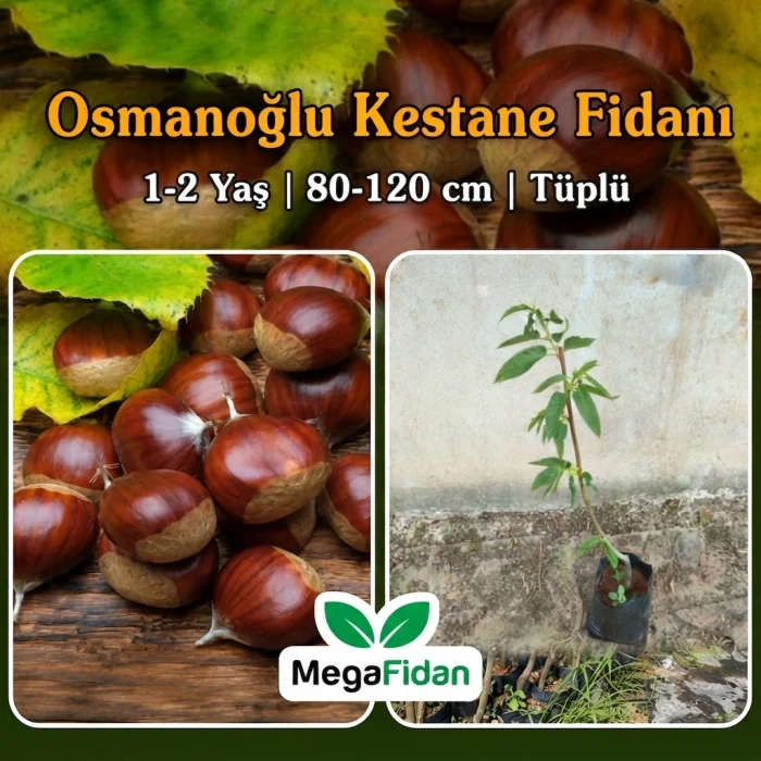 Osmanoğlu Kestane Fidanı 1-2 Yaş | 80-120 cm | Tüplü