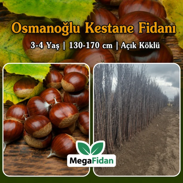 Osmanoğlu Kestane Fidanı 3-4 Yaş | 130-170 cm | Açık Köklü