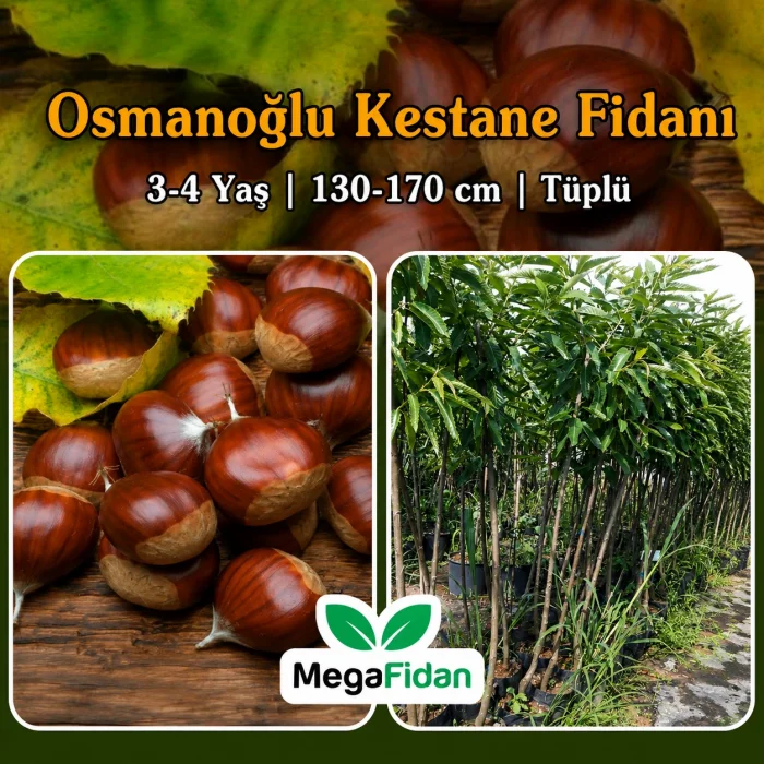 Osmanoğlu Kestane Fidanı 3-4 Yaş | 130-170 cm | Tüplü