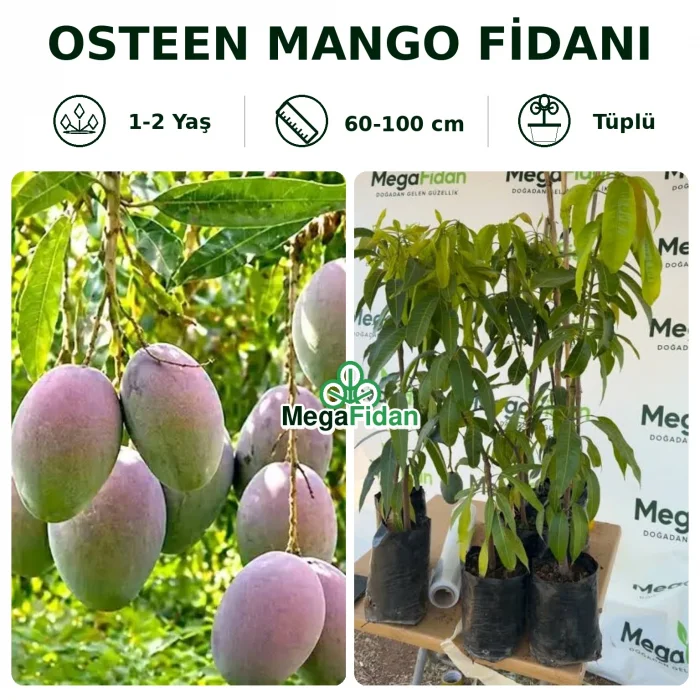 Osteen Mango Fidanı | 1-2 Yaş | 60-100 cm | Tüplü