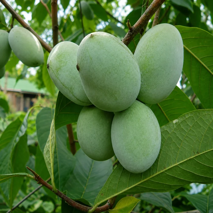 Pawpaw Fidanı