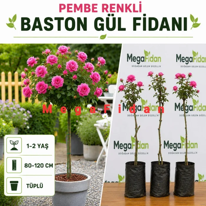 Pembe Renkli Baston Gül Fidanı 1-2 Yaş | 80-120 cm | Tüplü