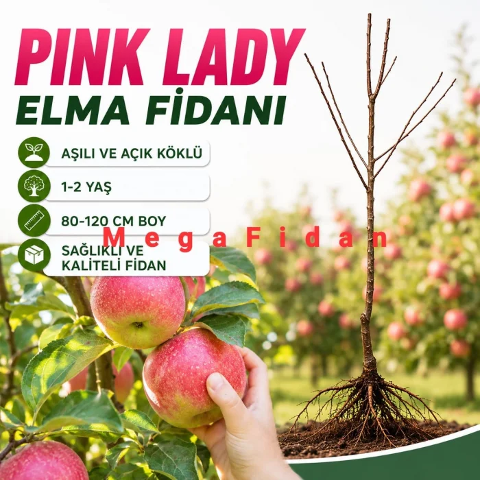 Pink Layd Elma Fidanı 1-2 Yaş | 80-120 cm | Açık Köklü