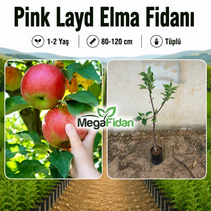 Pink Layd Elma Fidanı 1-2 Yaş | 80-120 cm | Tüplü