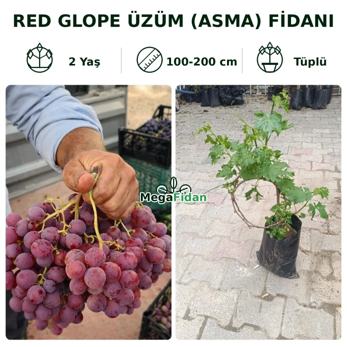 Red Glope Üzüm (Asma) Fidanı | 2 Yaş | 1-2 m | Tüplü