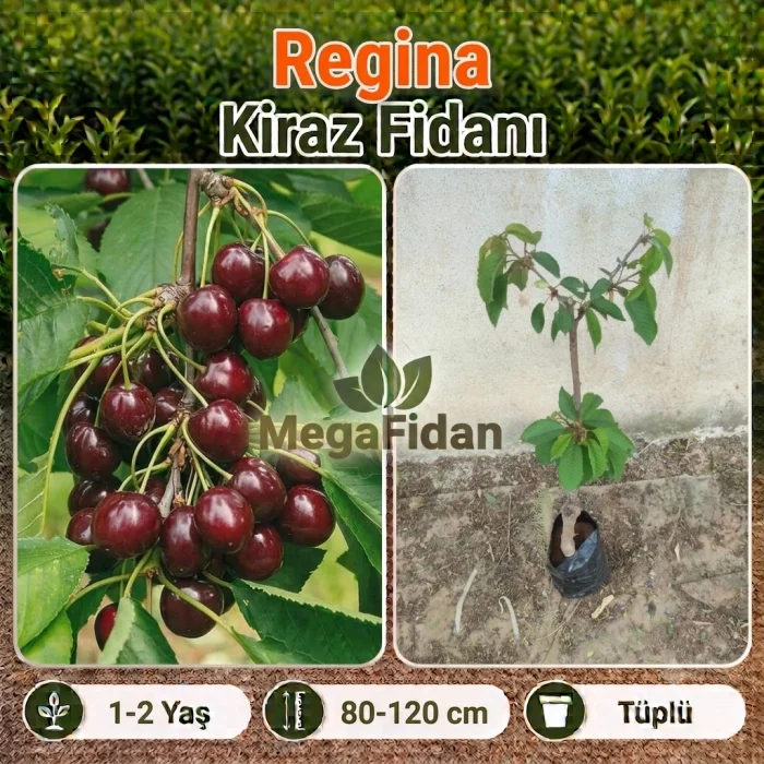 Regina Kiraz Fidanı | 1-2 Yaş | 80-120 cm | Tüplü