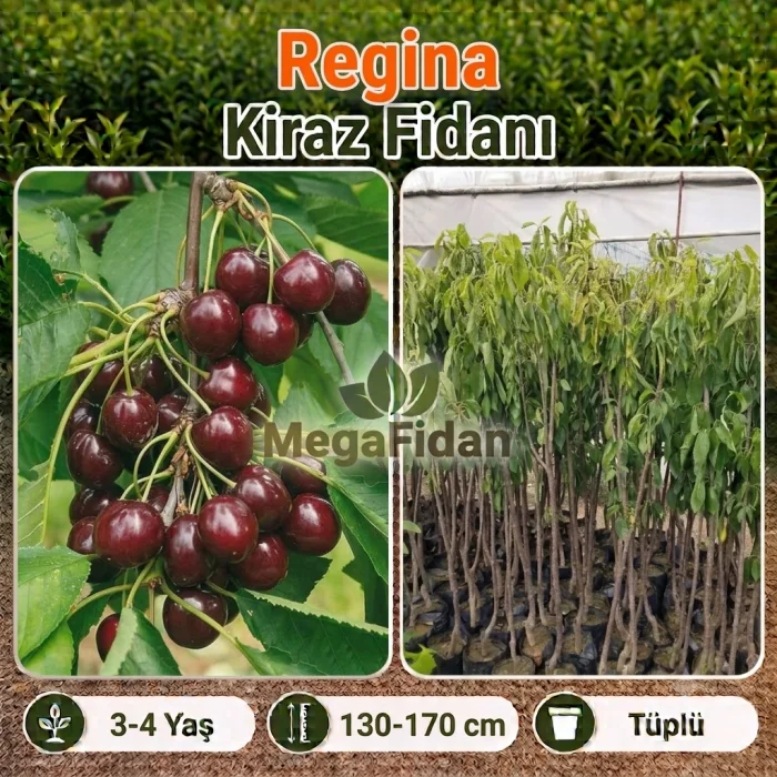 Regina Kiraz Fidanı | 3-4 Yaş | 130-170 cm | Tüplü