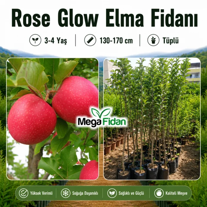 Rose Glow Elma Fidanı 3-4 Yaş | 130-170 cm | Tüplü