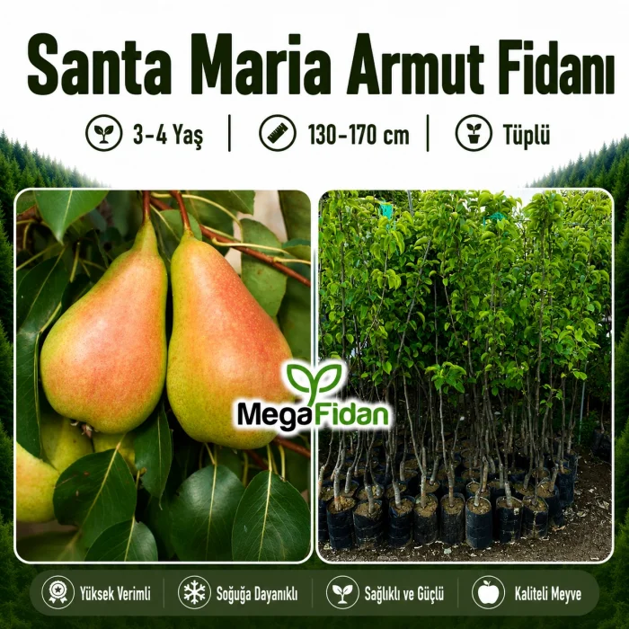 Santa Maria Armut Fidanı 3-4 Yaş | 130-170 cm | Tüplü