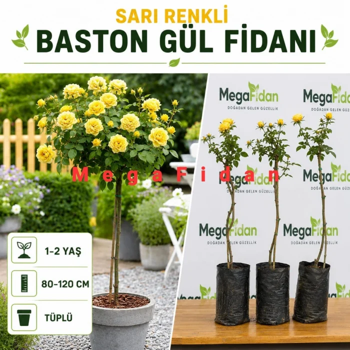 Sarı Renkli Baston Gül Fidanı 1-2 Yaş | 80-120 cm | Tüplü