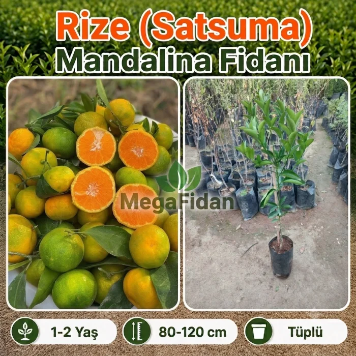 Satsuma (Rize) Mandalina Fidanı 1-2 Yaş | 80-120 cm | Tüplü