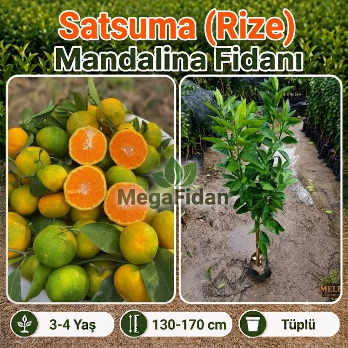Satsuma (Rize) Mandalina Fidanı 3-4 Yaş | 130-170 cm | Tüplü