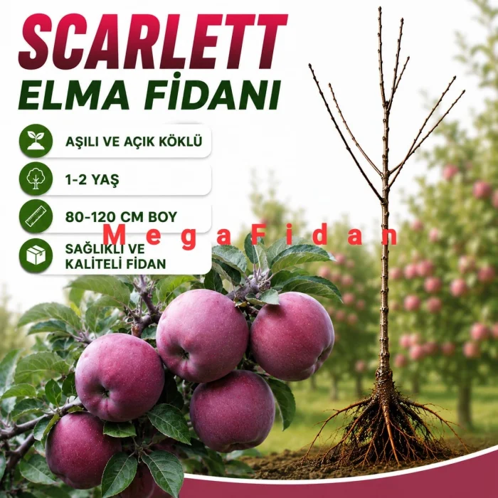 Scarlett Elma Fidanı 1-2 Yaş | 80-120 cm | Açık Köklü