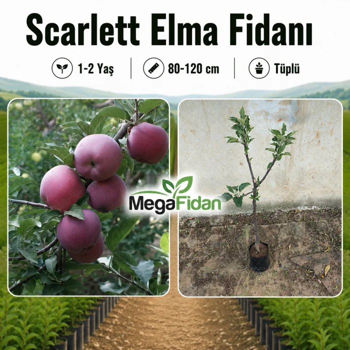 Scarlett Elma Fidanı 1-2 Yaş | 80-120 cm | Tüplü