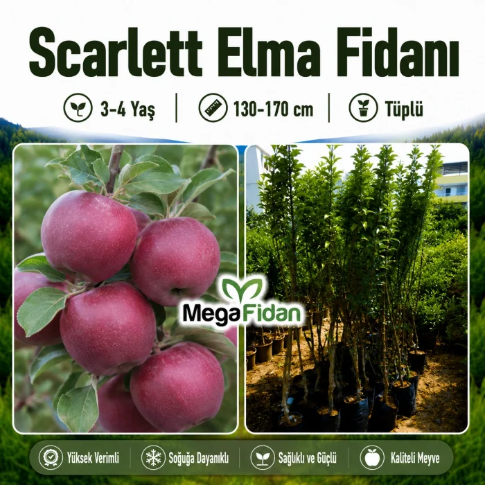 Scarlett Elma Fidanı 3-4 Yaş | 130-170 cm | Tüplü