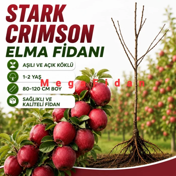 Stark Crimson Elma Fidanı 1-2 Yaş | 80-120 cm | Açık Köklü