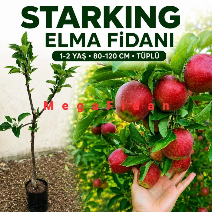 Starking Elma Fidanı | 1-2 Yaş | 80-120 cm | Tüplü