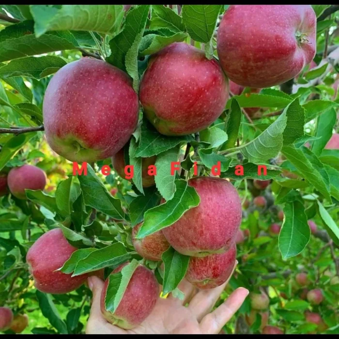 Starking Elma Fidanı | 1-2 Yaş | 80-120 cm | Tüplü