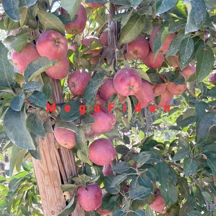 Starking Elma Fidanı | 1-2 Yaş | 80-120 cm | Tüplü