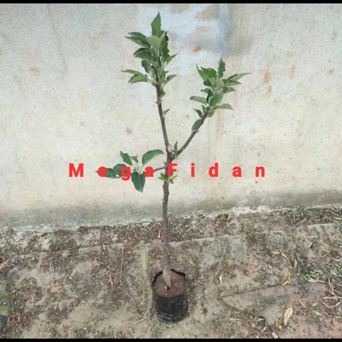 Starking Elma Fidanı | 1-2 Yaş | 80-120 cm | Tüplü