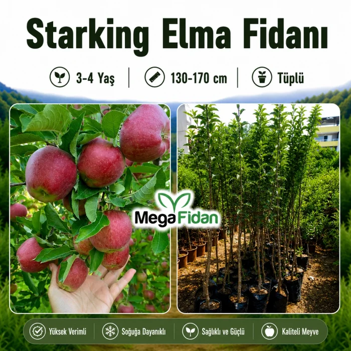 Starking Elma Fidanı 3-4 Yaş | 130-170 cm | Tüplü