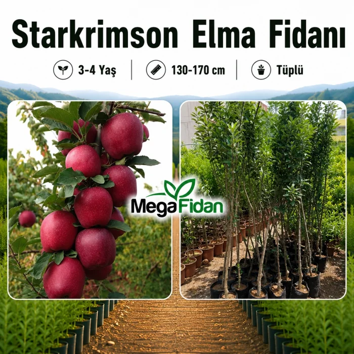 Starkrimson Elma Fidanı 3-4 Yaş | 130-170 cm | Tüplü