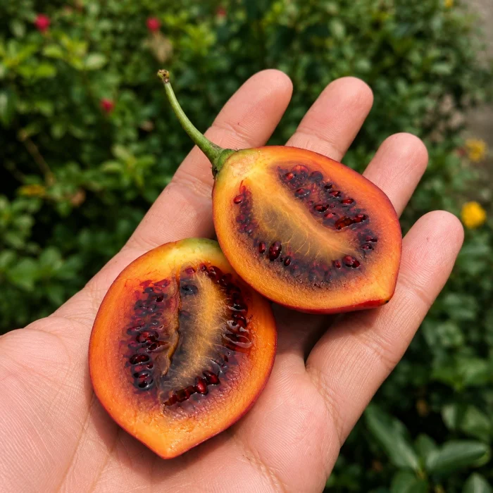 Tamarillo (Ağaç Domatesi) Fidanı